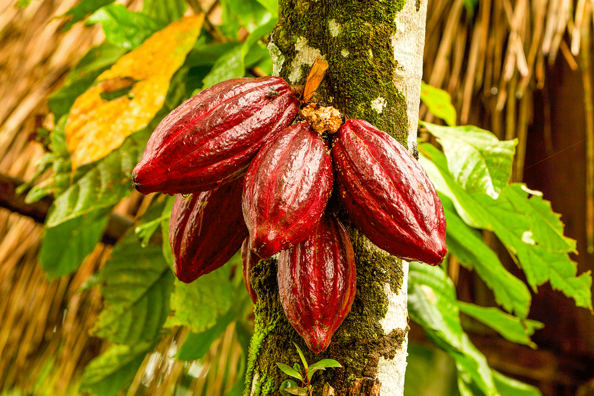 los-fenoles-de-la-cascara-del-cacao-ofrecen-beneficio-metabolico-in